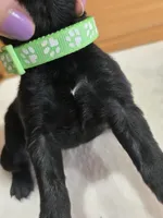 Jack, a male Labradoodle for sale in Williamstown, KY – Photo 2 of 4