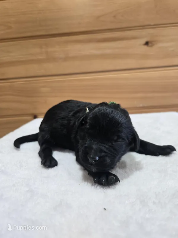 Jack – Labradoodle puppy for sale in Williamstown, KY