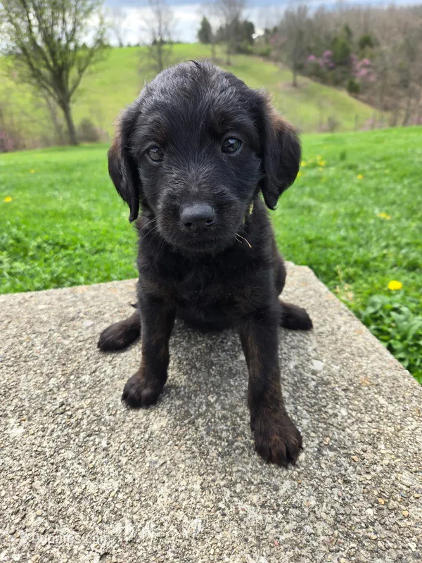 Lulu – Labradoodle puppy for sale in Williamstown, KY