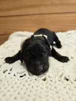 Lulu, a female Labradoodle for sale in Williamstown, KY – Photo 5 of 5