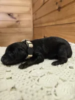 Lulu, a female Labradoodle for sale in Williamstown, KY – Photo 2 of 5