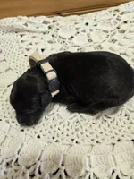 Lulu, a female Labradoodle for sale in Williamstown, KY – Photo 3 of 5