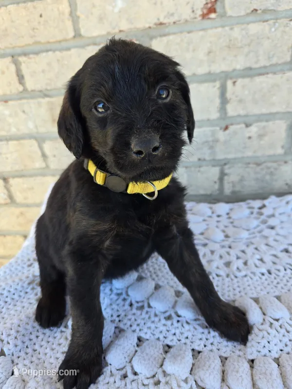Lulu – Labradoodle puppy for sale in Williamstown, KY