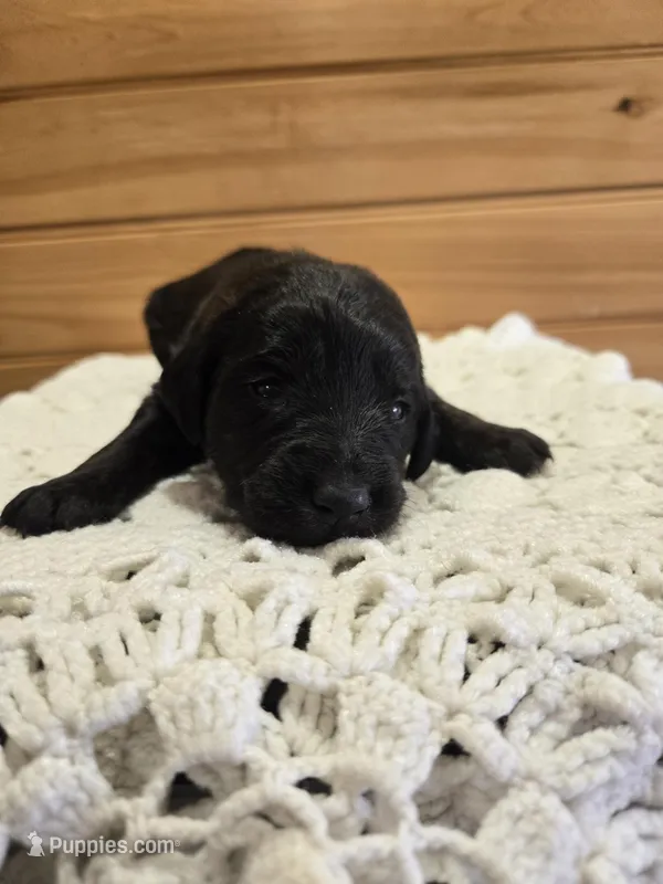 Lulu – Labradoodle puppy for sale in Williamstown, KY