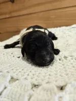 Lulu, a female Labradoodle for sale in Williamstown, KY – Photo 4 of 5