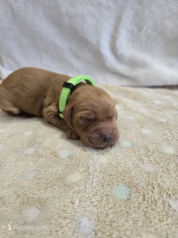 Pumpkin – Goldendoodle puppy for sale in Williamstown, KY