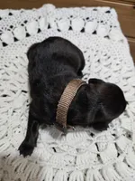 Holly, a female Labradoodle for sale in Williamstown, KY – Photo 3 of 6