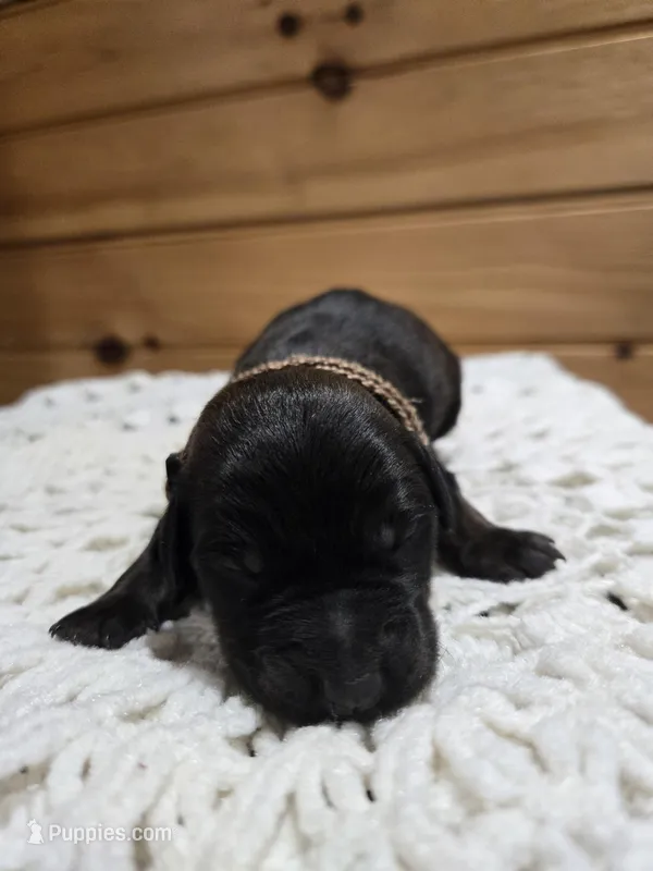 Holly, a female Labradoodle for sale in Williamstown, KY – Photo 1 of 6