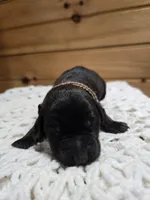 Holly, a female Labradoodle for sale in Williamstown, KY – Photo 1 of 6