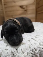 Holly, a female Labradoodle for sale in Williamstown, KY – Photo 4 of 6