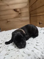 Holly, a female Labradoodle for sale in Williamstown, KY – Photo 5 of 6