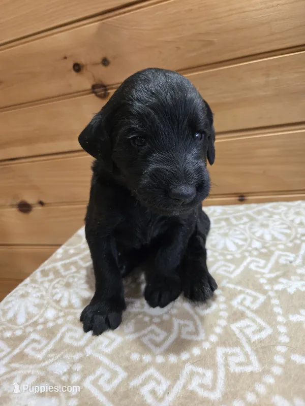 Ziggy – Labradoodle puppy for sale in Williamstown, KY