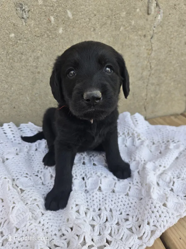 Buster – Labradoodle puppy for sale in Williamstown, KY