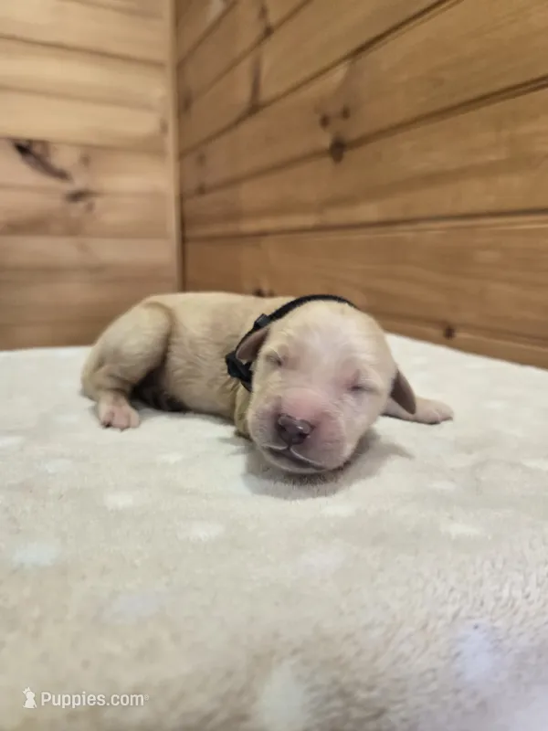 Peanut – Golden Retriever puppy for sale in Williamstown, KY