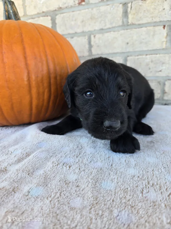 Ziggy – Labradoodle puppy for sale in Williamstown, KY