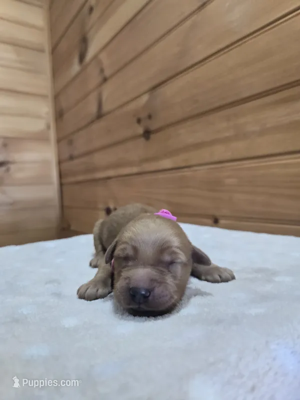 Nala – Golden Retriever puppy for sale in Williamstown, KY