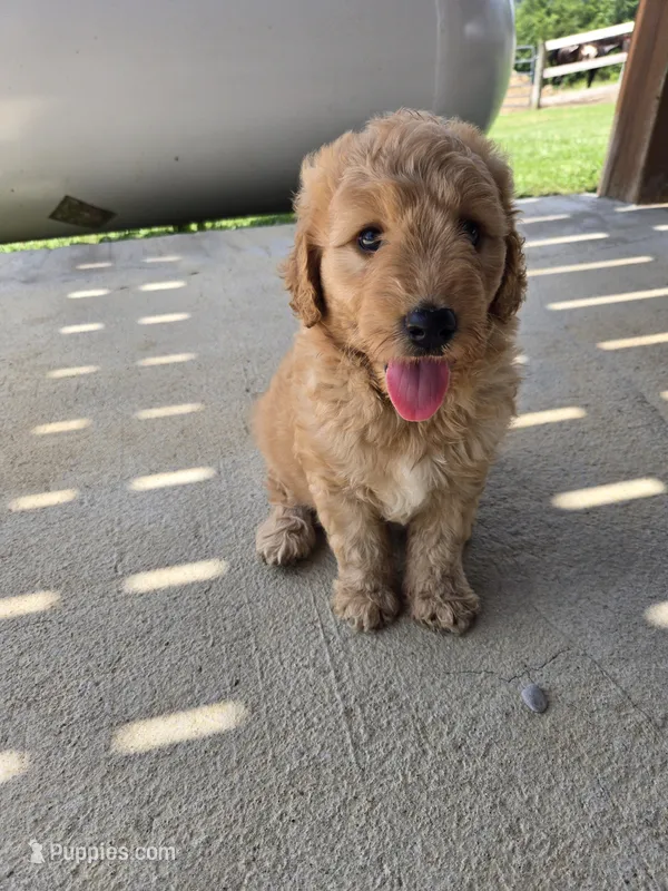 Lucy – Goldendoodle puppy for sale in Williamstown, KY