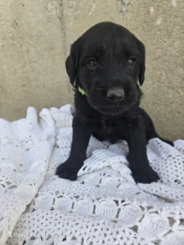 Shadow  – Labradoodle puppy for sale in Williamstown, KY