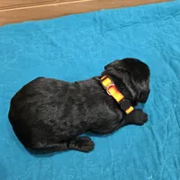 Lola, a female Labradoodle for sale in Williamstown, KY – Photo 4 of 4