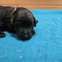 Lola, a female Labradoodle for sale in Williamstown, KY – Photo 2 of 4