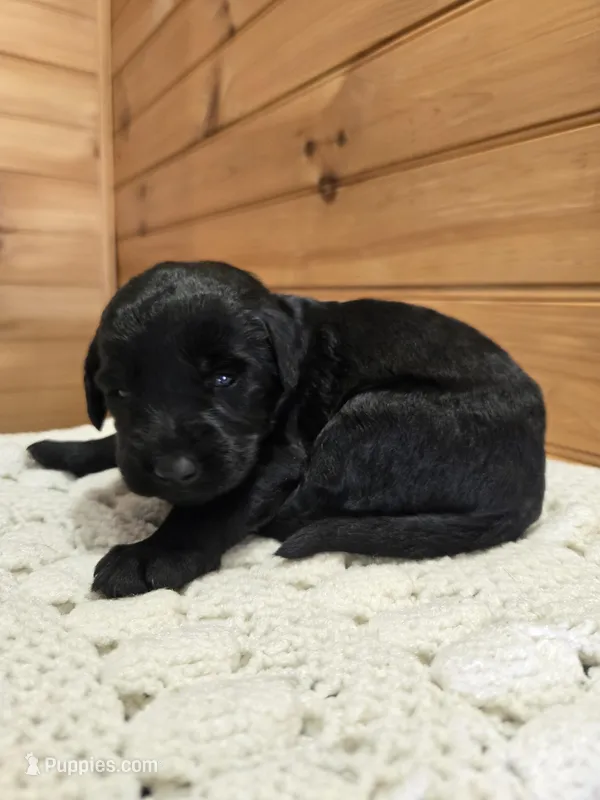 Lola – Labradoodle puppy for sale in Williamstown, KY