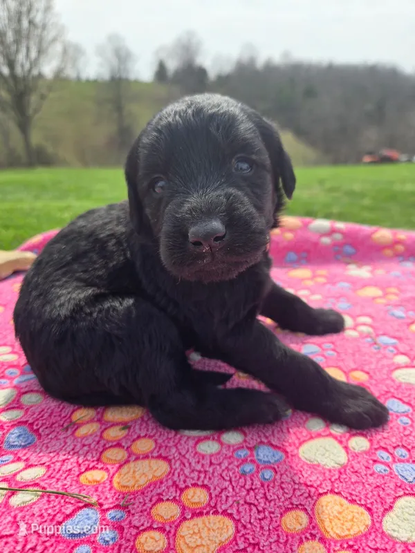 Lola – Labradoodle puppy for sale in Williamstown, KY