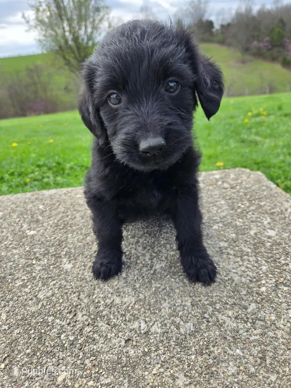 Lola – Labradoodle puppy for sale in Williamstown, KY
