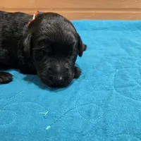 Lola, a female Labradoodle for sale in Williamstown, KY – Photo 1 of 4