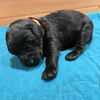 Lola, a female Labradoodle for sale in Williamstown, KY – Photo 3 of 4