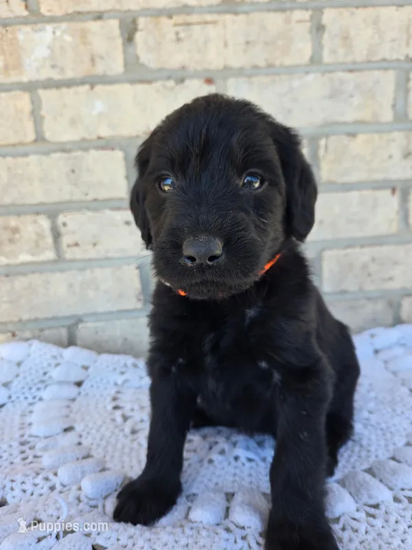 Lola – Labradoodle puppy for sale in Williamstown, KY