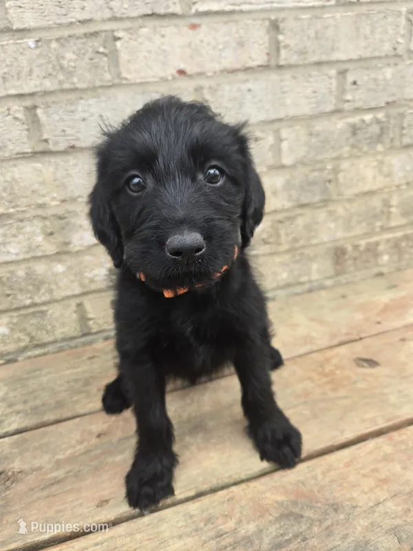 Lola – Labradoodle puppy for sale in Williamstown, KY