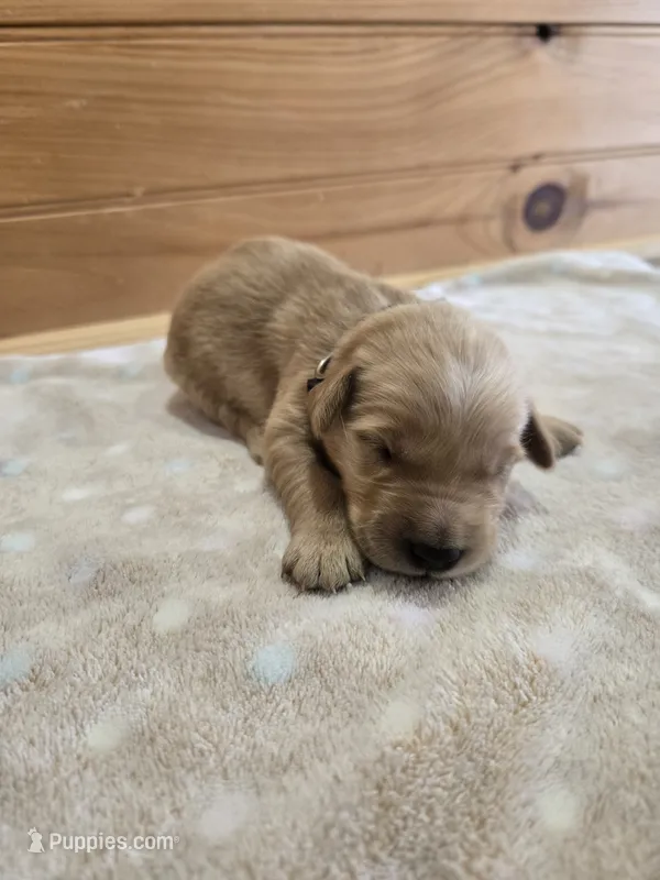 Bear – Golden Retriever puppy for sale in Williamstown, KY
