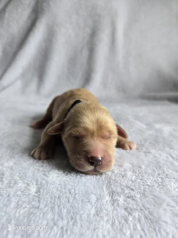 Baxter – Golden Retriever puppy for sale in Williamstown, KY