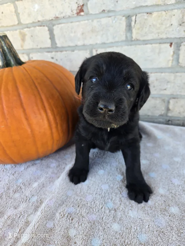 Buster – Labradoodle puppy for sale in Williamstown, KY