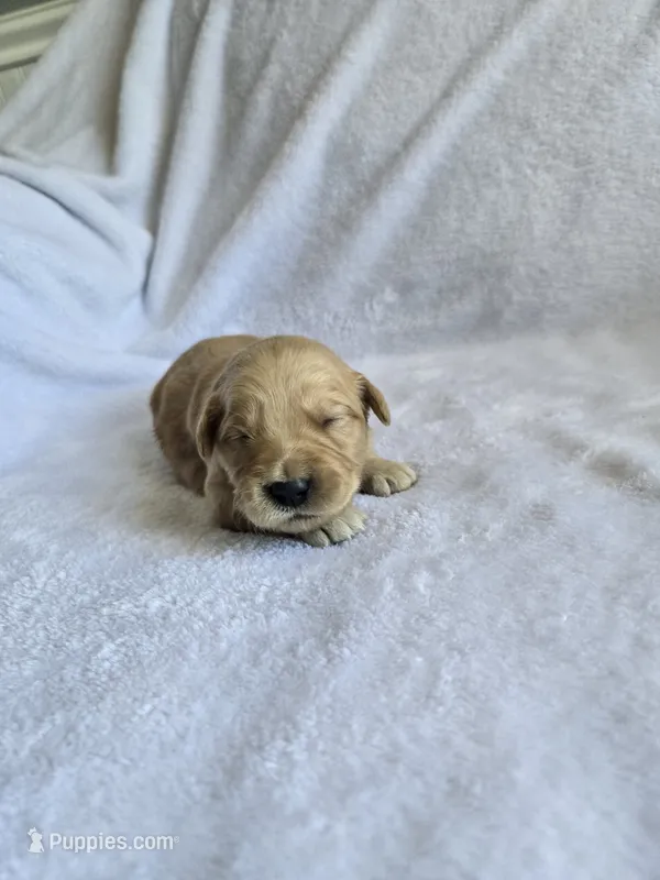 Sandy – Golden Retriever puppy for sale in Williamstown, KY