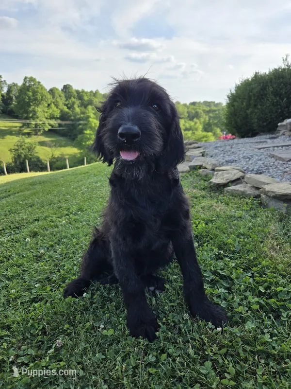 Zoe  – Labradoodle puppy for sale in Williamstown, KY