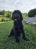 Zoe , a female Labradoodle for sale in Williamstown, KY – 1 of 4