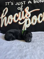 Ziggy, a  Labradoodle for sale in Williamstown, KY – 2 of 3