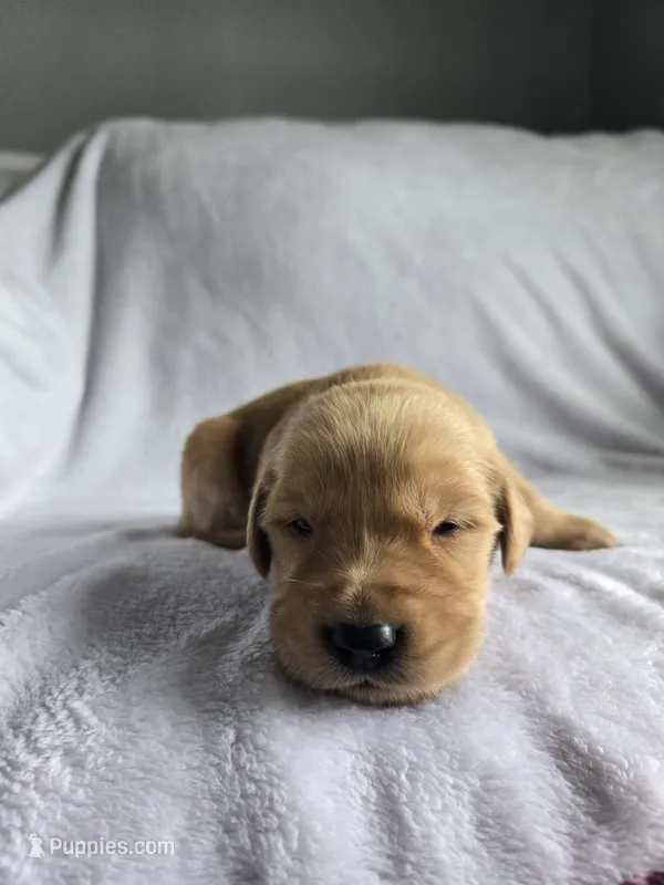 Reggie – Golden Retriever puppy for sale in Williamstown, KY