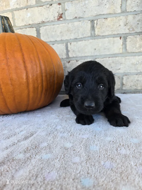 Koda – Labradoodle puppy for sale in Williamstown, KY