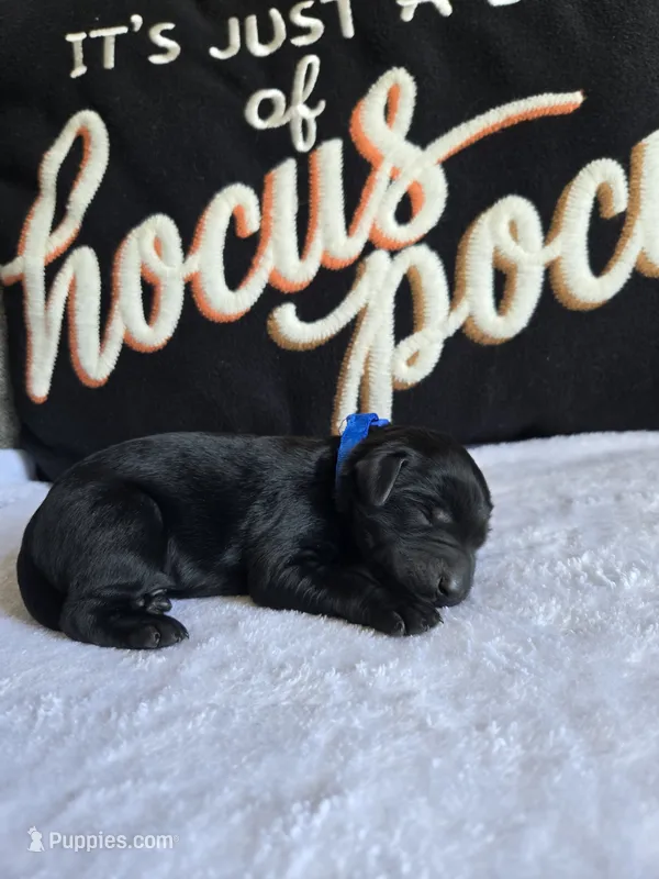 Rocky – Labradoodle puppy for sale in Williamstown, KY