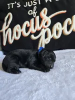 Rocky, a  Labradoodle for sale in Williamstown, KY – 1 of 4