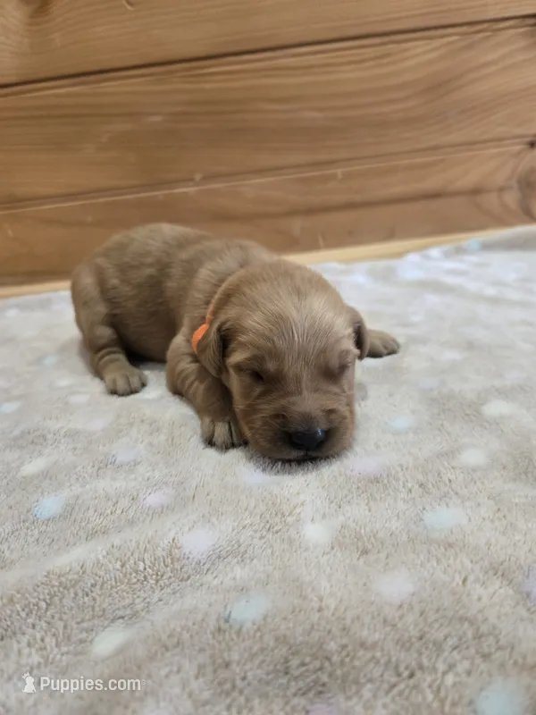 Sophie – Golden Retriever puppy for sale in Williamstown, KY