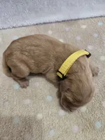 Butterscotch , a male Goldendoodle for sale in Williamstown, KY – 3 of 4