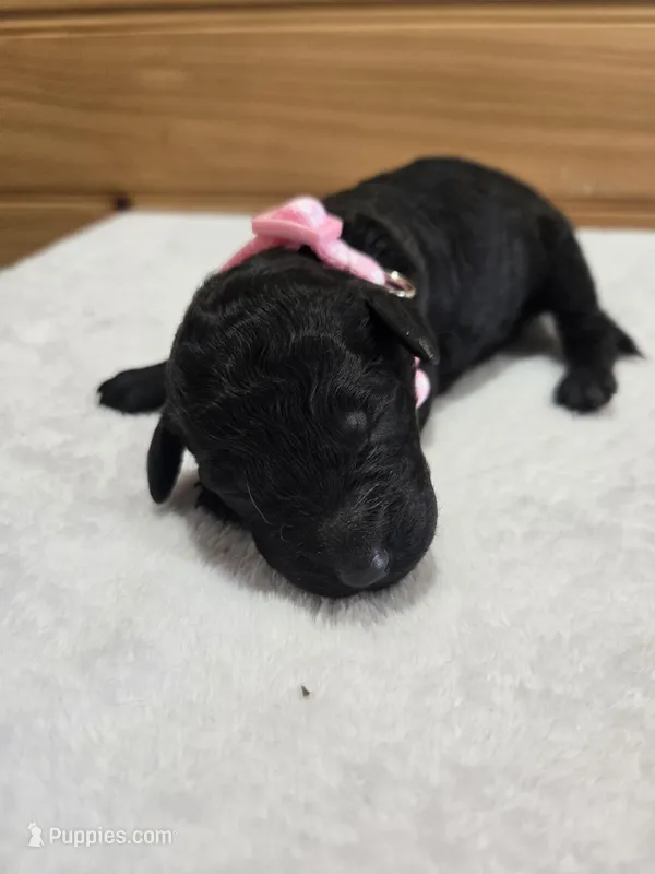 Sunny – Labradoodle puppy for sale in Williamstown, KY