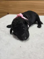 Sunny, a female Labradoodle for sale in Williamstown, KY – Photo 1 of 4