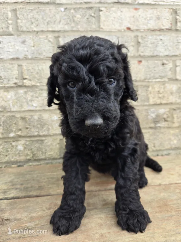 Sunny – Labradoodle puppy for sale in Williamstown, KY