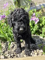Sunny, a female Labradoodle for sale in Williamstown, KY – Photo 5 of 6