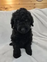 Sunny, a female Labradoodle for sale in Williamstown, KY – Photo 1 of 6