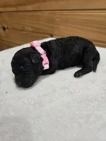 Sunny, a female Labradoodle for sale in Williamstown, KY – Photo 3 of 4